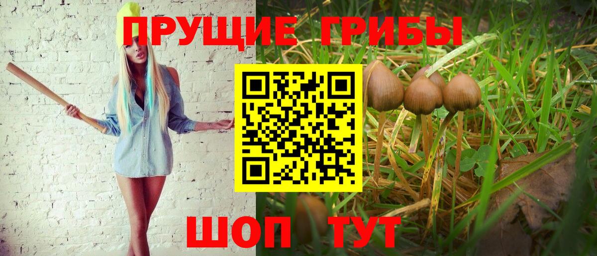 Псилоцибиновые грибы Cubensis Кудымкар
